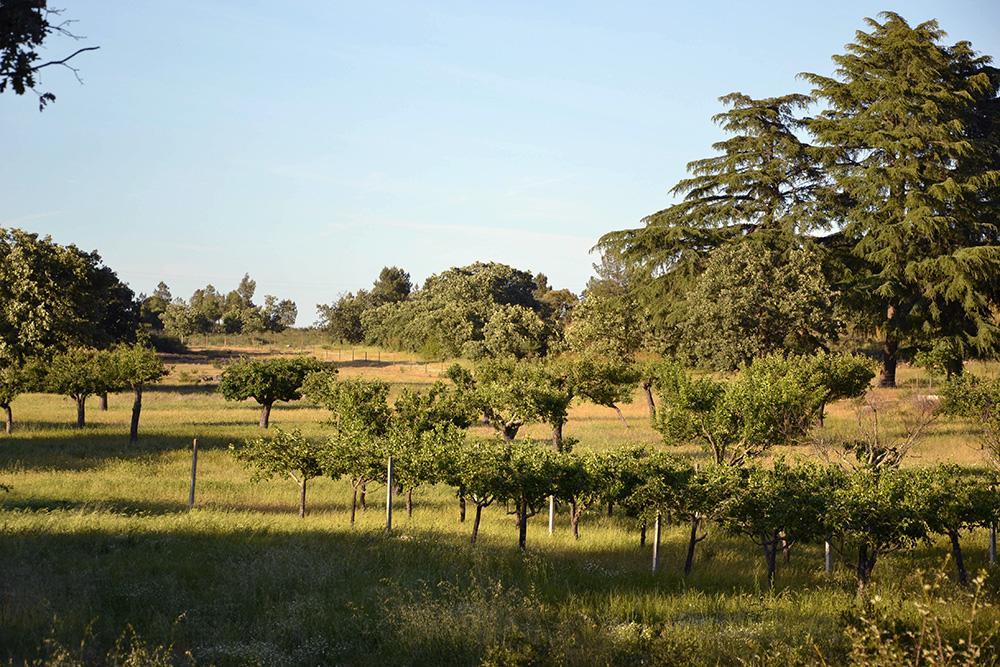 Villa Quinta Dos Carvalhos à Castelo Branco  Extérieur photo